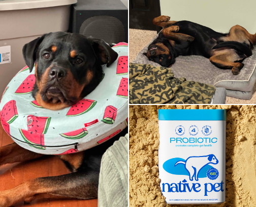 First Time Dog Must haves from a first time rottie mom - Rocko The Boss cover photo collage