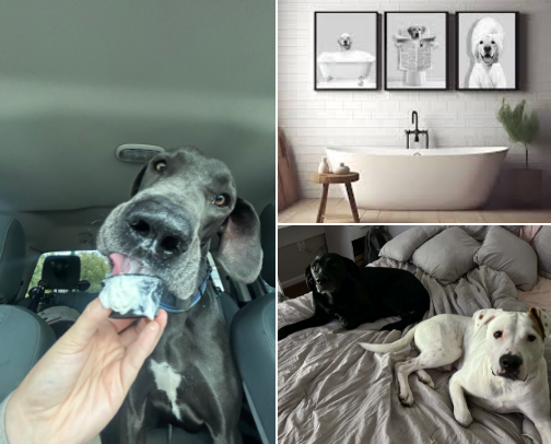 Paw & Order cover photo collage