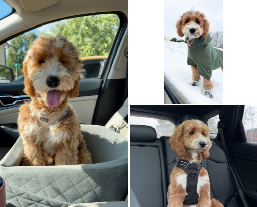Walks & Adventures cover photo collage