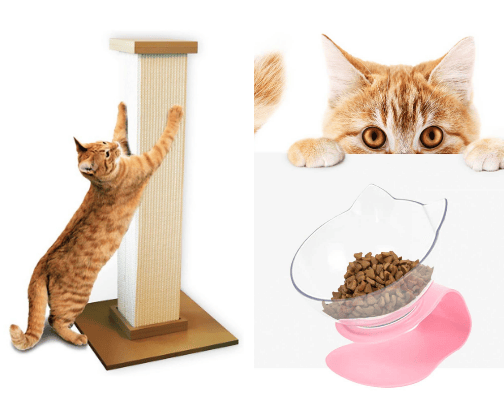 Everything you need for your new fur baby!🐈‍⬛🐈 cover photo collage