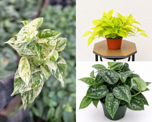 Different Varieties of Pothos for Collectors cover photo collage