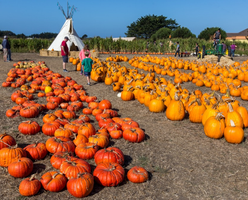 Bay Area Pumpkin Patches🎃🍂 cover photo collage
