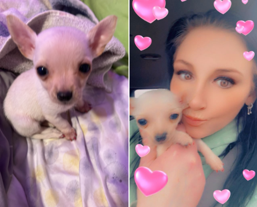 New Puppy Must Haves cover photo collage