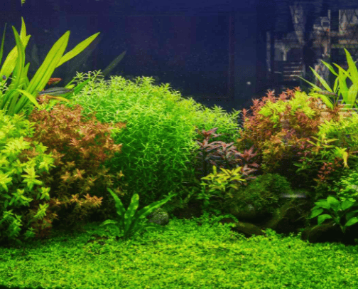 Aquatics 🐠 cover photo collage