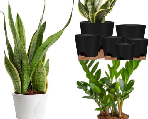 Indoor Plant Essentials for Busy People 🌿 cover photo collage