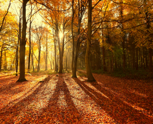 🍂 Fallen Leaves, Fallen Stories cover photo collage