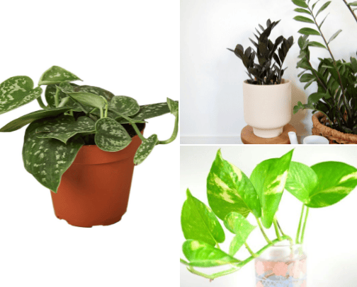 Indoor plants cover photo collage