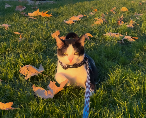 Must haves for an outside cat cover photo collage