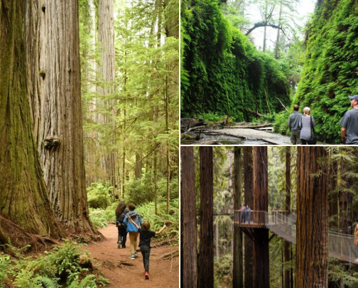 30 Must-See Natural Wonders in Redwood National Park & Northern California (Hidden Gems + Local Secrets) cover photo collage