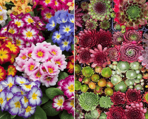 For plant lovers! 🌱 cover photo collage