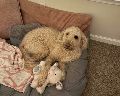 Favorite Dog Toys cover photo collage