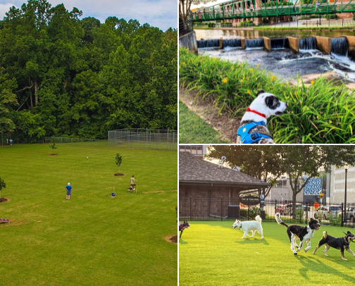 My favorite dog parks in Western North Carolina cover photo collage
