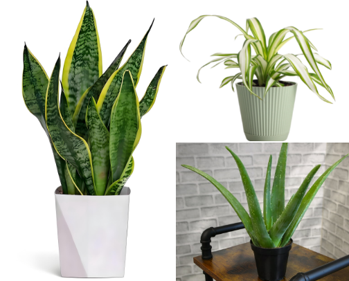 Easy Beginner Friendly Plants for Balcony & Indoors cover photo collage