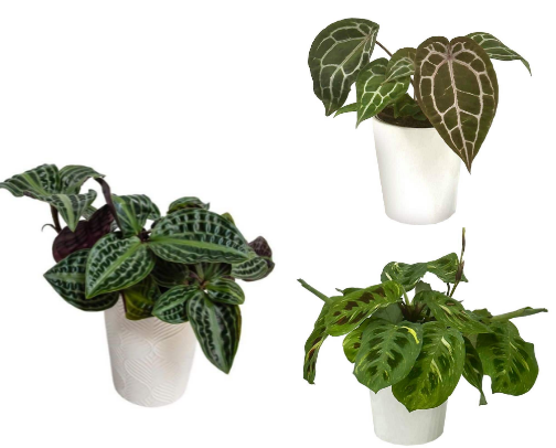 Cheap Big Box Store Plants That SHIP cover photo collage