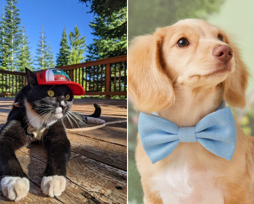 🐾 Whiskers, Wags & Wonderful Finds for Gifts 🐾 cover photo collage