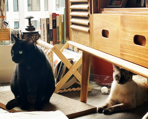 🐾 The Cat's Meow cover photo collage