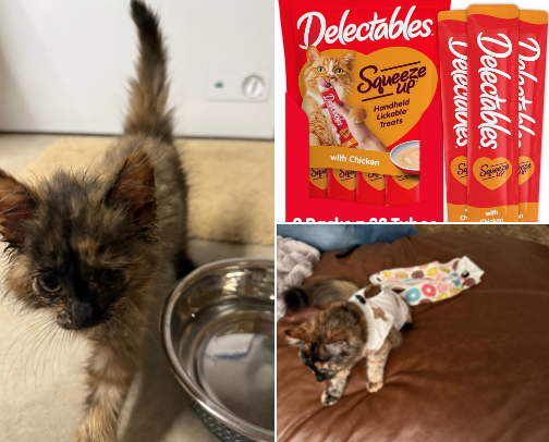 Cat Mom Go-Tos cover photo collage