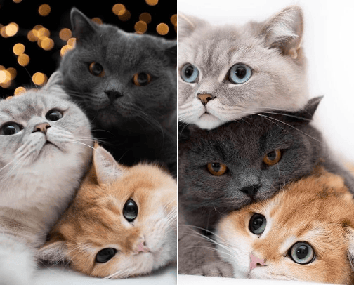 Pets 🐶🐱 cover photo collage