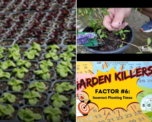 Beginner Gardening Mistakes That Kill Your Plants cover photo collage