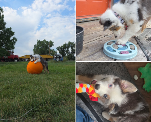 WIGGLE BUTT WORTHY TOYS! 🐾😍 cover photo collage