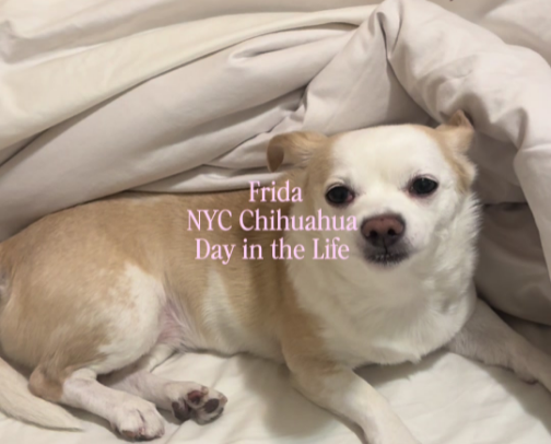 Pets cover photo collage