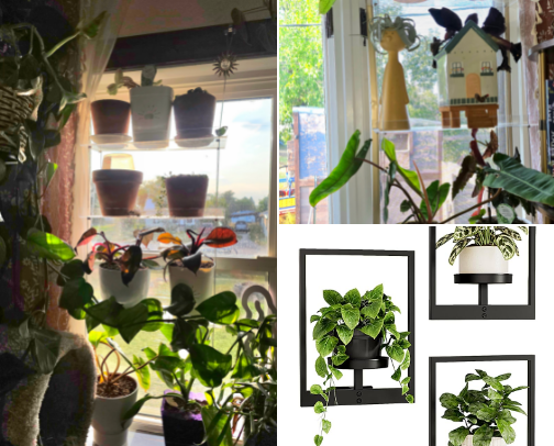 Ideas to display your plants! cover photo collage
