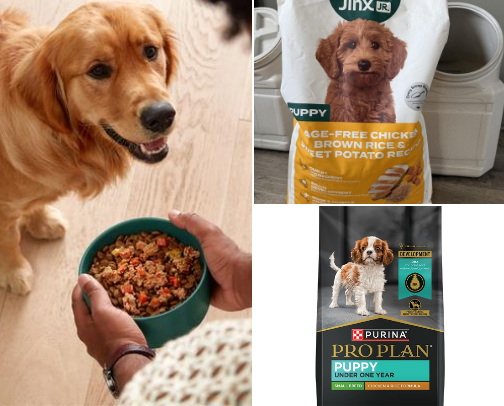 Cavapoo Puppy Essentials: Must-Have Supplies for New Owners cover photo collage