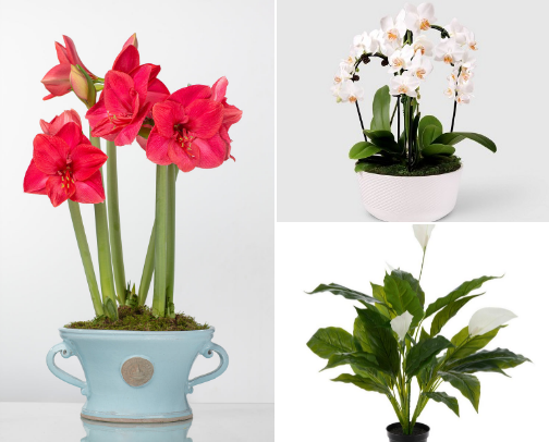 Beautiful Blooms to Brighten Any Room cover photo collage