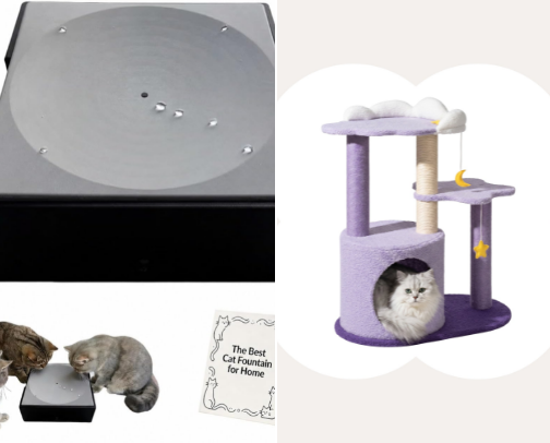 Here kitty kitty! cover photo collage