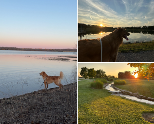 Dog Approved Spots in the KC Metro cover photo collage