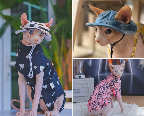 Ultimate Summer Sphynx Cat Clothes cover photo collage