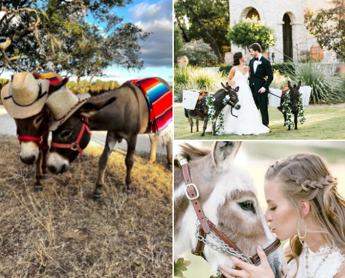 Beer Burros cover photo collage