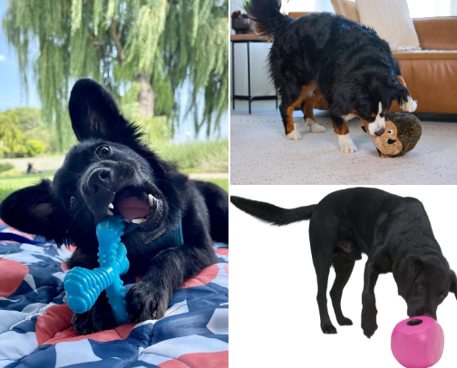 30 best enrichment toys for dogs every owner needs cover photo collage