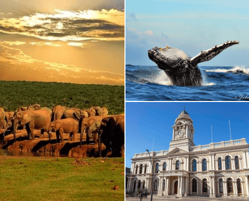 Exciting things to do in Port Elizabeth, South Africa cover photo collage