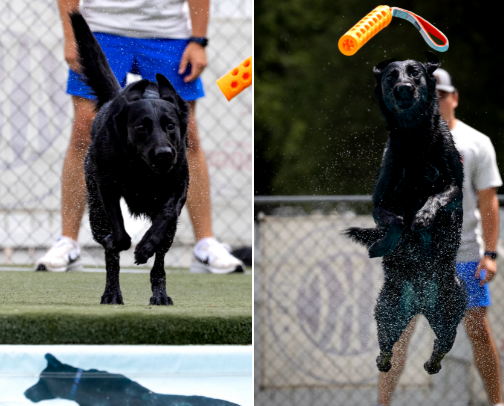 Dog Sports Equipment cover photo collage