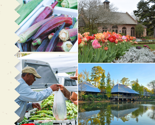 Things to do in Baton Rouge cover photo collage