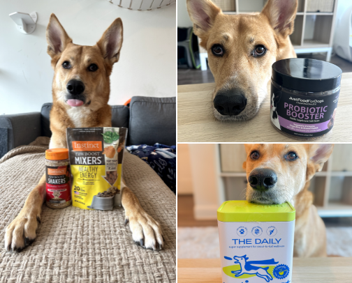 Dog Health Favorites cover photo collage