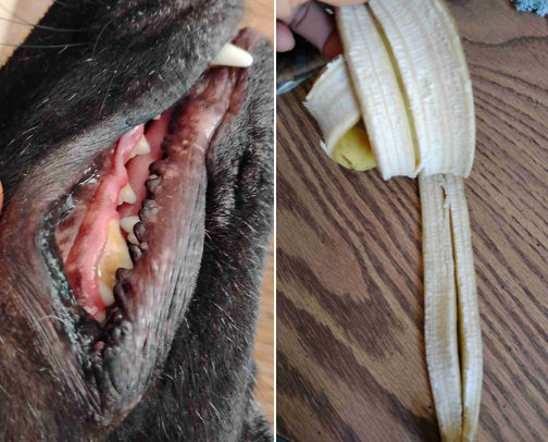 Dental tips and tricks trials on my dog! cover photo collage