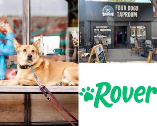 pet friendly Calgary I go to cover photo collage