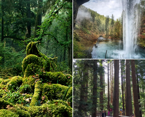 🌲 PNW Nature Haunts I’ll Never Stop Chasing cover photo collage