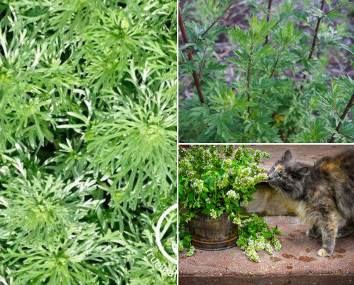Medicinal Herbs to Grow cover photo collage