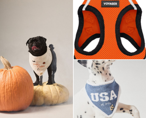Our Favorite Dog Accessories 🐶✨ cover photo collage