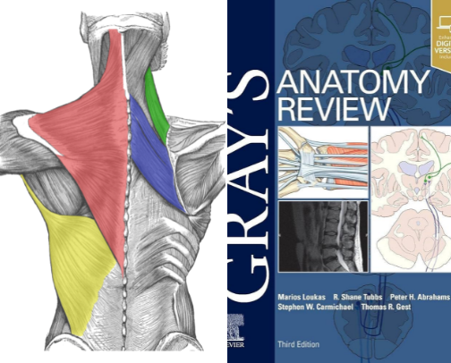 The Best Anatomy Study Tools for College Students 🫀💀 cover photo collage