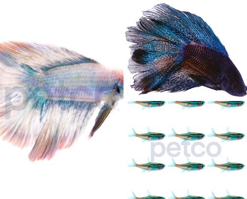 Beginner fish info cover photo collage