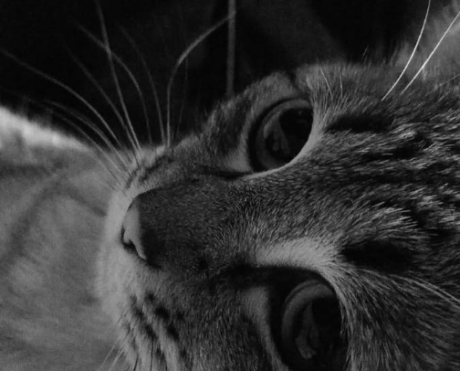 Essentials For Cats✨ cover photo collage