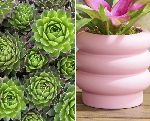 Plant Mom Life cover photo collage