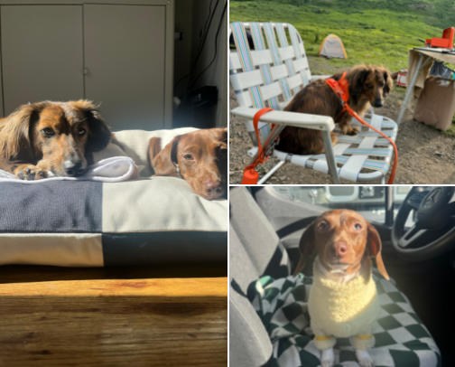 Fav dachshund essentials 🌭🐶 cover photo collage