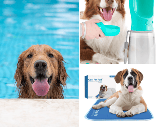 Summer Dog !! cover photo collage