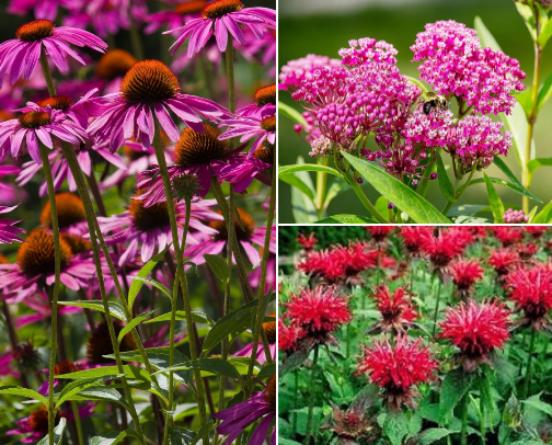 🌼 Pollinator Paradise: Spring 2026 Garden Picks cover photo collage
