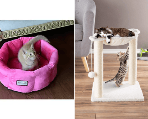 My Favourite Petcare cover photo collage